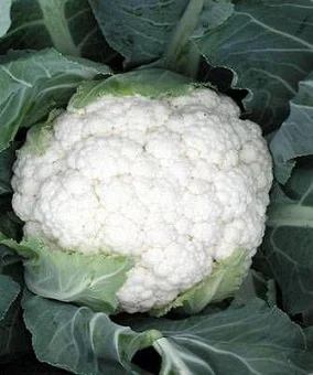 Капуста Фрідом F1 10 насіння кольорова середньора, Seminis - Фото 2