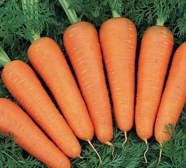 Морковь Артек 1 кг ранняя