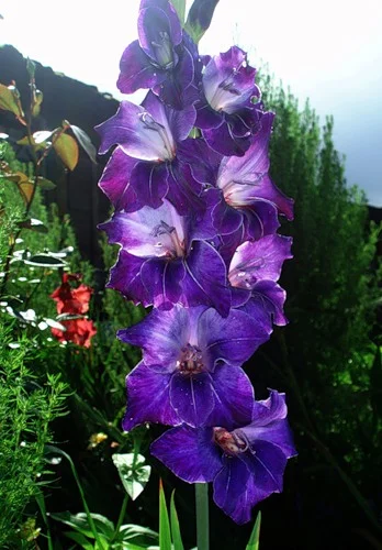 Гладиолус Violetta 3 шт крупноцветковый, De Ree - Фото 2