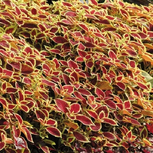Колеус Блюма Сан Чоколет Коверед 100 семян кримсон, Pan American flowers - Фото 2