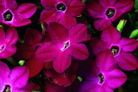 Табак крылатый Саратога F1 200 дражированных семян темно-розовый, Syngenta Flowers