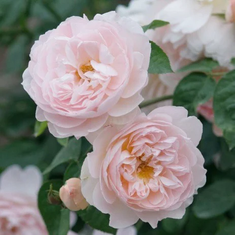 Роза Сердце розы английская плетистая