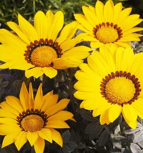Газания Биг Кисс F1 100 семян жестколистная желтая, Syngenta Flowers