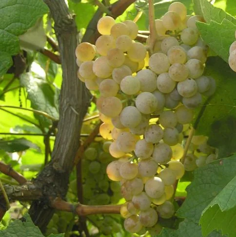 Саженцы винограда Загрей