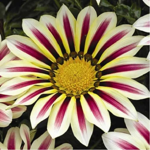 Газанія жорстколиста Фрості Кісс F1 100 насіння біло-фіолетова, Syngenta Flowers