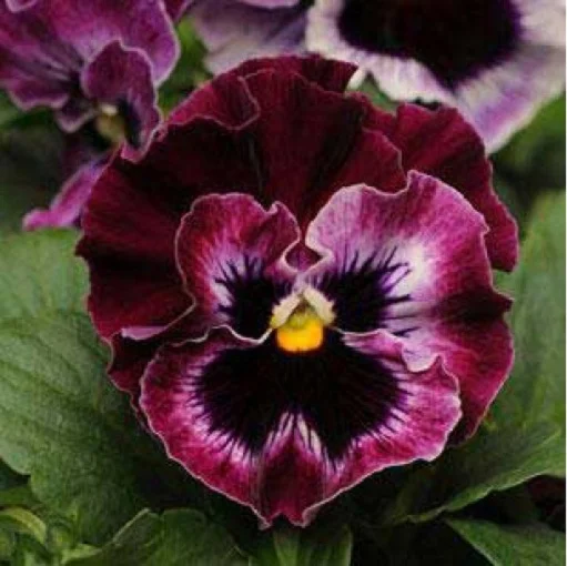 Виола виттрока Фризли Сизли F1 100 семян лилово-малиновая, Pan American flowers