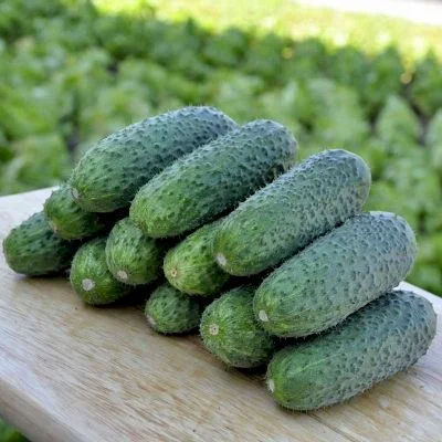 Огірок Чайковський F1 250 шт партенокарпічний ранній, Rijk Zvaan - Фото 2