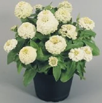 Цинния элегантная Циннита F1 250 семян белая, Benary flowers