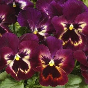 Виола виттрока Маммут F1 100 семян фиолетовая с глазком, Syngenta Flowers