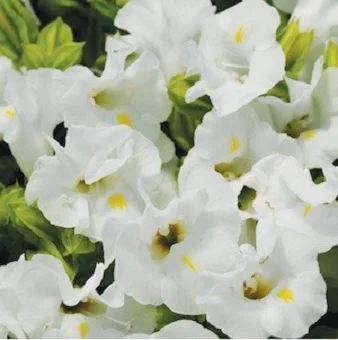Торения Фурунье Кауай 100 дражированных семян белая, Pan American flowers