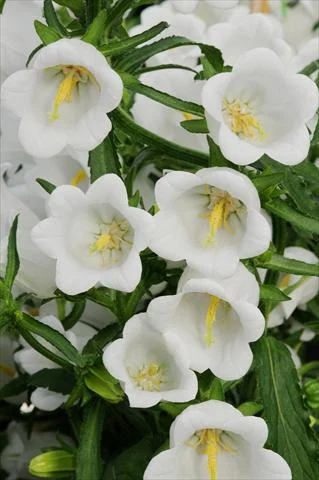 Колокольчик Кампана 100 дражированных семян средний белый, Pan American flowers