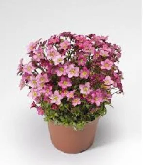 Камнеломка Арендса Хайлендер 200 семян розовая с прожилками, Syngenta Flowers - Фото 2