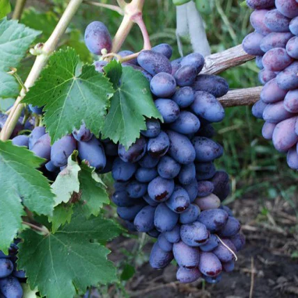 Саженцы винограда Байконур