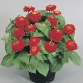 Цінні елегантні Цінніта F1 250 насіння скарлет, Benary flowers