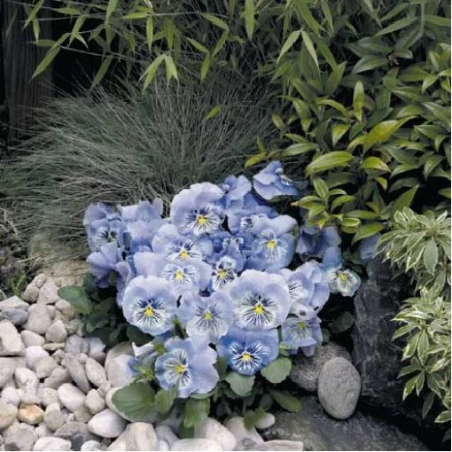 Виола виттрока Кетс F1 100 семян голубая, Benary flowers - Фото 2