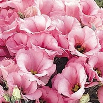 Эустома низкорослая Флорида F1 100 дражированных семян розовая, Pan American flowers - Фото 2