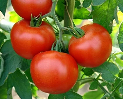 Томат Лідія F1 1000 насінин для переробки кущовий середньостиглий, May Seed