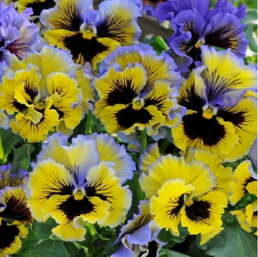 Виола виттрока Фризли Сизли F1 100 семян желто-синяя, Pan American flowers