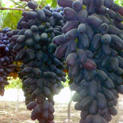 Саженцы винограда Хусайне Черный (Дамские пальчики)