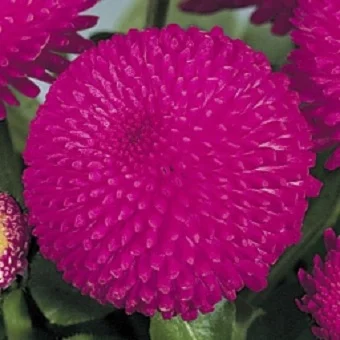 Маргаритка Тассо 1000 дражированных семян темно-розовая, Benary flowers