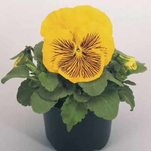 Виола виттрока Кетс F1 100 семян желтая, Benary flowers