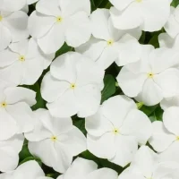 Катарантус СанШторм F1 100 насінин білий, Syngenta Flowers