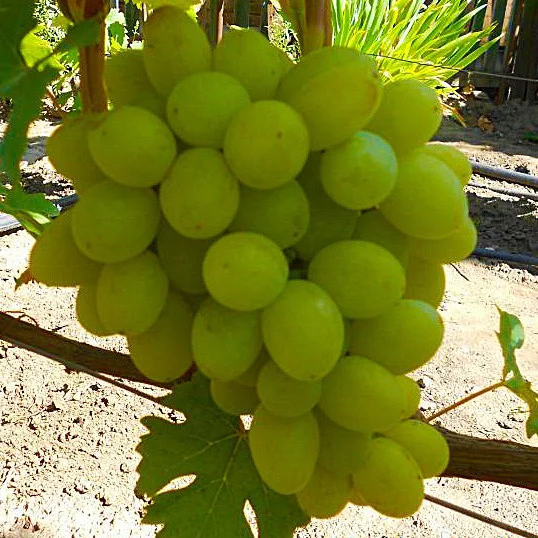 Саженцы винограда Хуторок