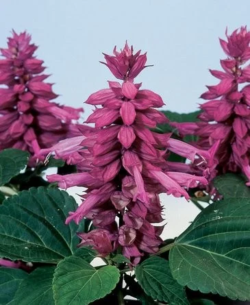 Сальвия блестящая Аморе 100 семян розовая, Hem Genetics