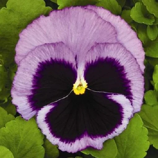 Виола виттрока Колоссус F1 100 семян фиолетовая с глазком, Syngenta Flowers