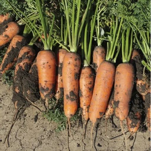Морква Чикаго F1 10000 насіння рання, Wing Seed - Фото 2