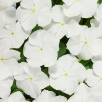 Катарантус СанШторм F1 100 семян белый, Syngenta Flowers