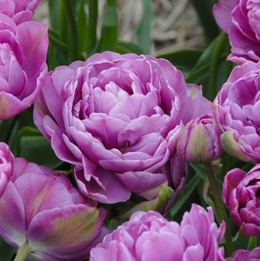Тюльпан Lilac Perfection 3 шт махровий багатоквітковий, De Ree (10447)