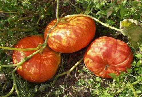 Гарбуз Руж Віф Де тамп 500 г великоплідний середньостиглий, Tezier - Фото 2