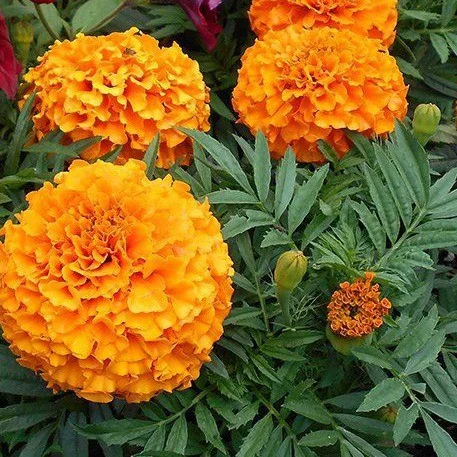 Бархатцы Тайшан F1 100 семян оранжевые, Pan American flowers