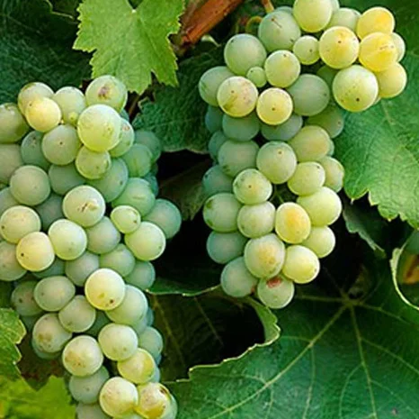 Саженцы винограда "Совиньон Зеленый"