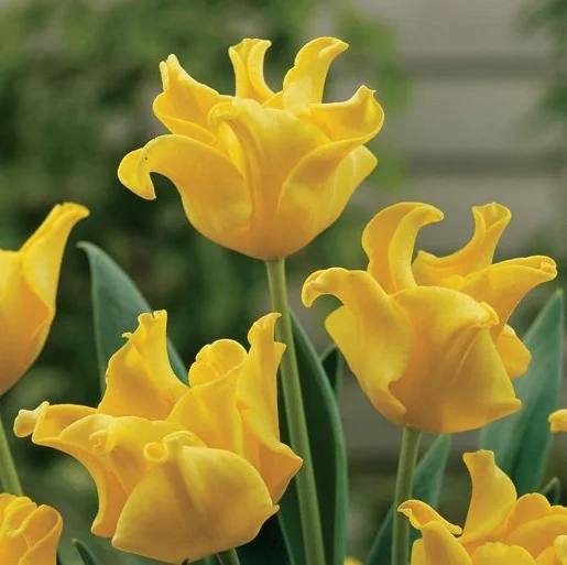 Тюльпан волнистый Yellow Crown (10394)