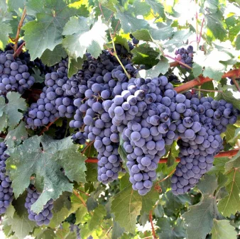 Саджанці винограду Одеський Чорний