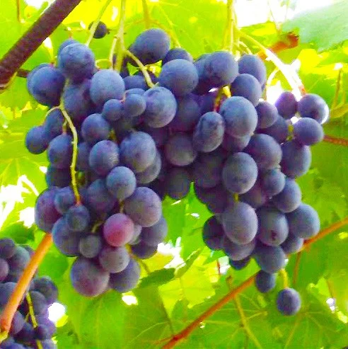 Саженец винограда Карбонадо
