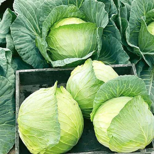 Капуста Дирани белокачанная 0,5 кг, Satimex - Фото 2