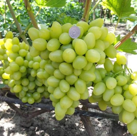 Саженцы винограда "Аркадия", Институт Таирово