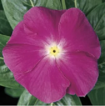 Катарантус ампельный Медитер F1 100 семян фиолетовый, Pan American flowers
