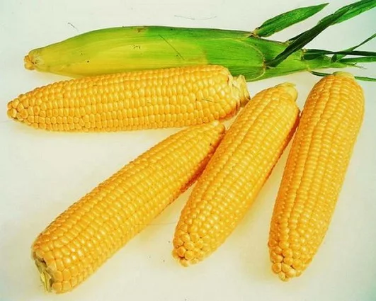 Кукуруза Порумбень весовая кормовая
