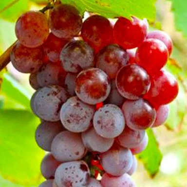 Саженцы винограда Бодрый мускат