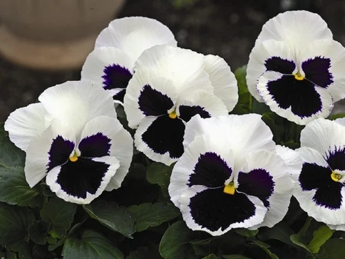Виола виттрока Маммут F1 100 семян белая с глазком, Syngenta Flowers