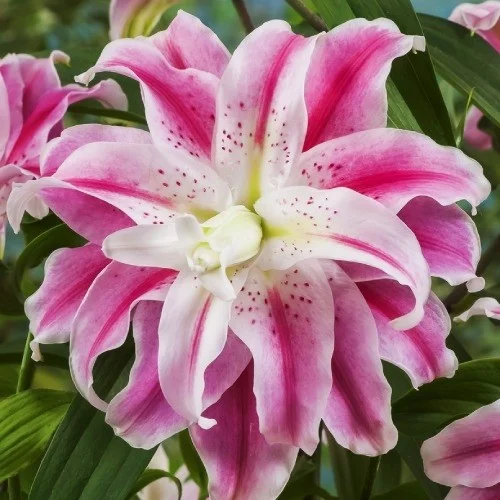 Лілія Sweet Rosy орієнтальна махрова, De Ree