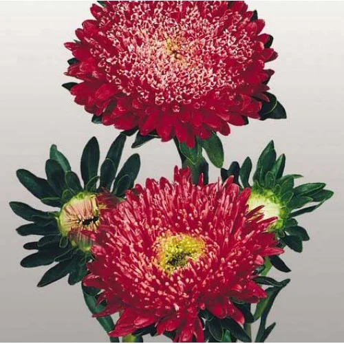 Астра китайская для среза Матадор 1000 семян красная, Benary flowers
