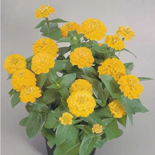 Цинния элегантная Циннита F1 250 семян желтая, Benary flowers