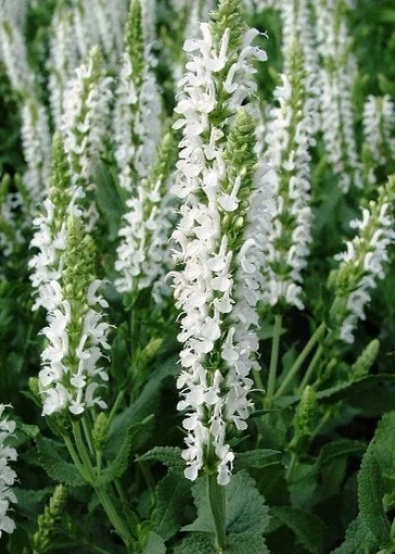 Сальвия многолетняя Мерло 100 семян белая, Syngenta Flowers