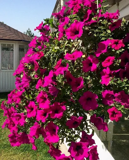 Петуния Селебрети F1 1000 дражированных семян розовая, Benary flowers