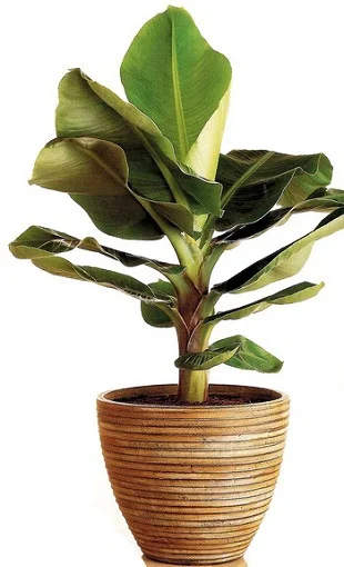 Банан кімнатний 3 насіння, Hем Zaden - Фото 2